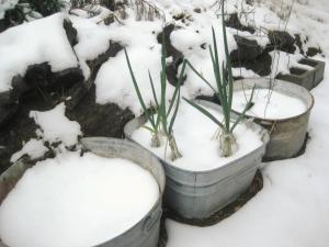 The 'onion garden' in winter